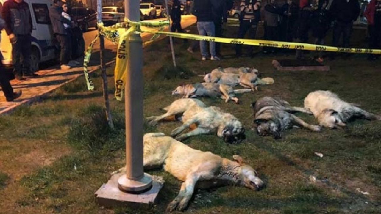 Ankara Batıkent'te köpek katliamı kan dondurdu!