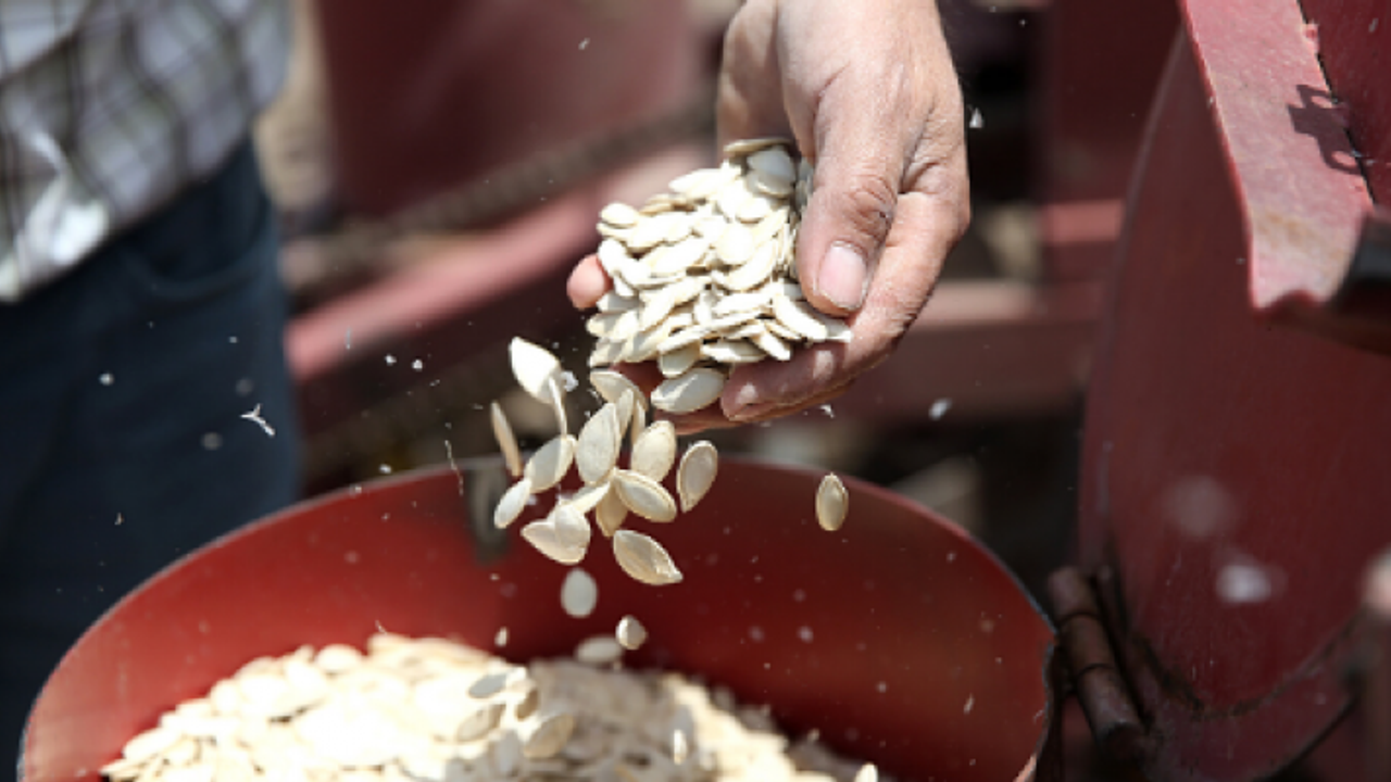 Çiftçiler, Kabak Çekirdeği'nden Zarar Etti