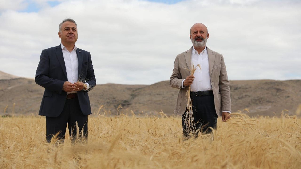 Kocasinan'da ata yadigarı ve 28 kromozomlu gacer buğdayının hasadı yapıldı