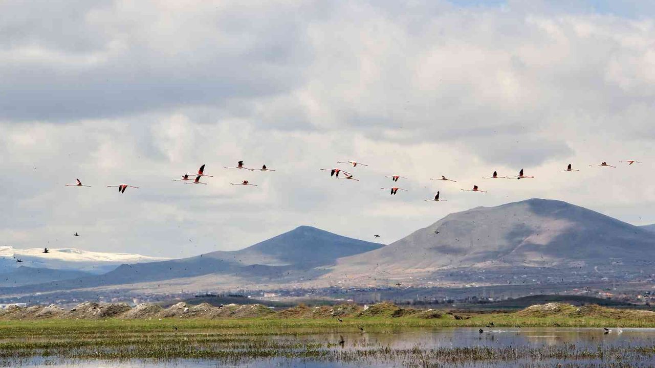 Flamingolar Hürmetçi Sazlığı’nda