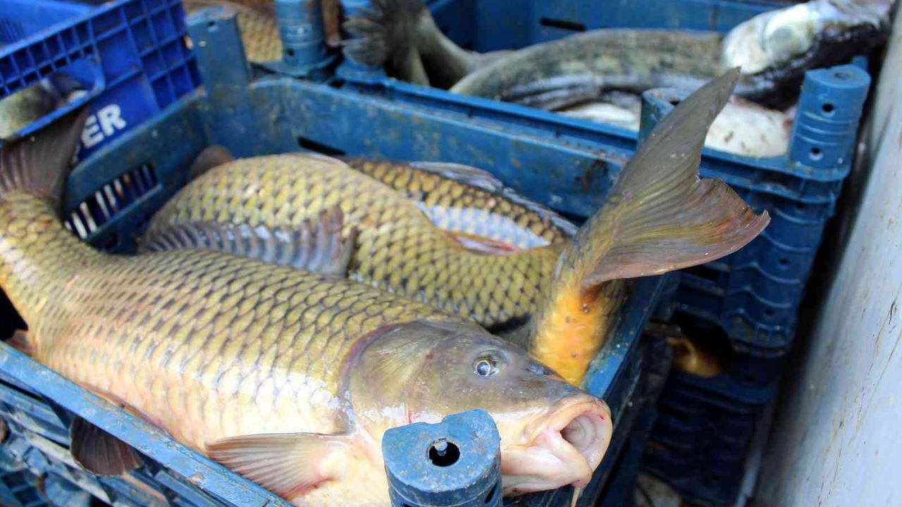 Kayseri’de 2 buçuk ton kaçak balık ele geçirildi