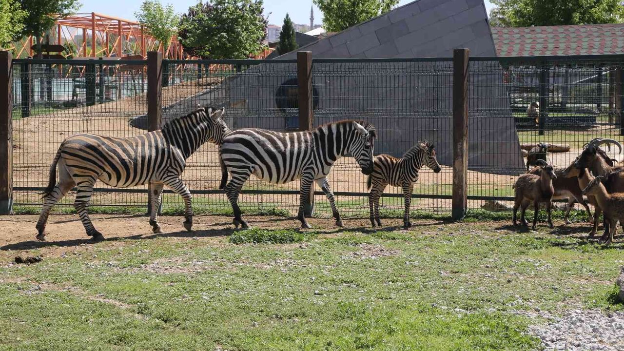 Büyükşehir Hayvanat Bahçesi’nde yeni doğan zebra ilgi odağı oldu