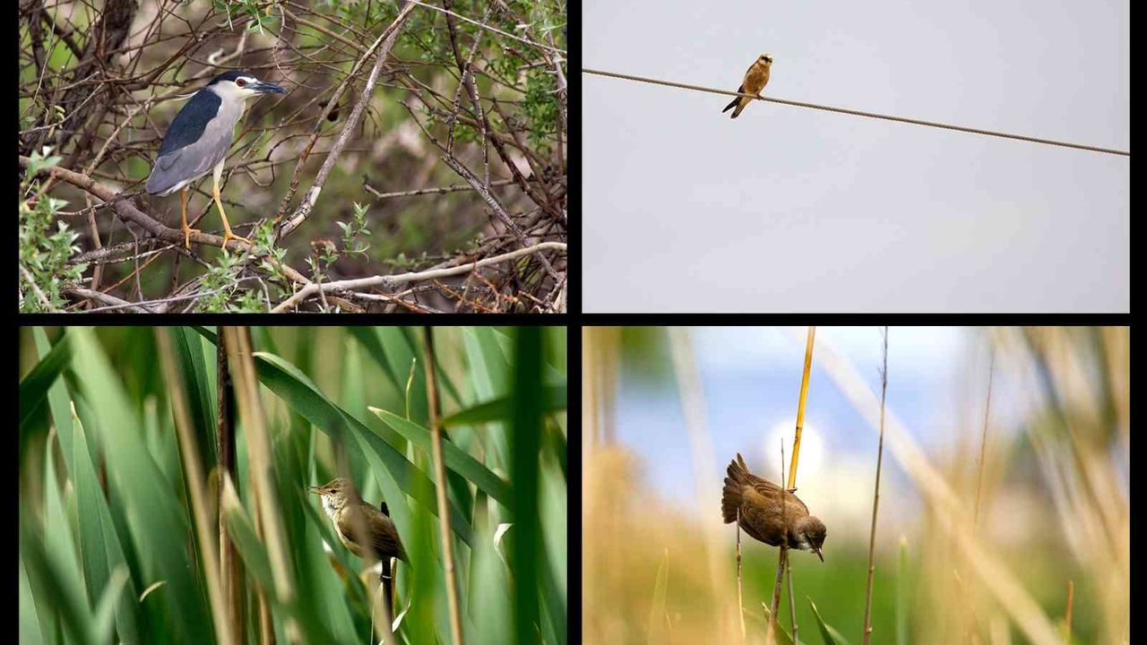 Sultan Sazlığı ve Aladağlarda 139 kuş türü tespit edildi