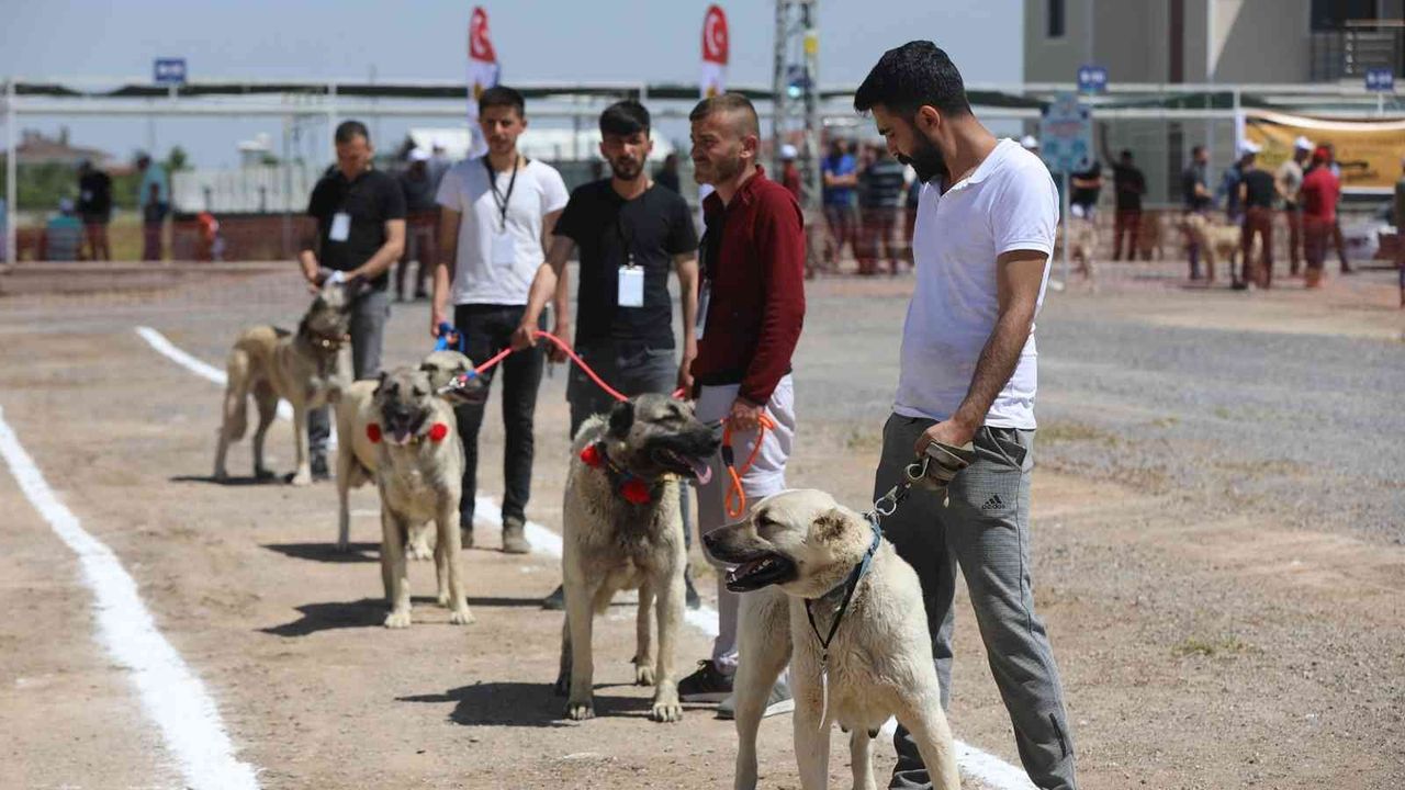 Anadolu Çoban Köpekleri Güzellik Yarışması