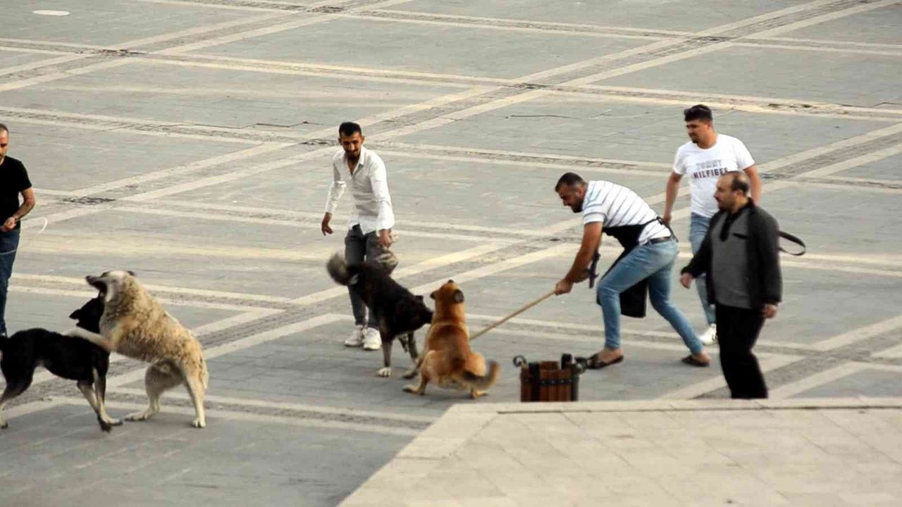 Başıboş köpeklerin kavgasını vatandaşlar ayırdı