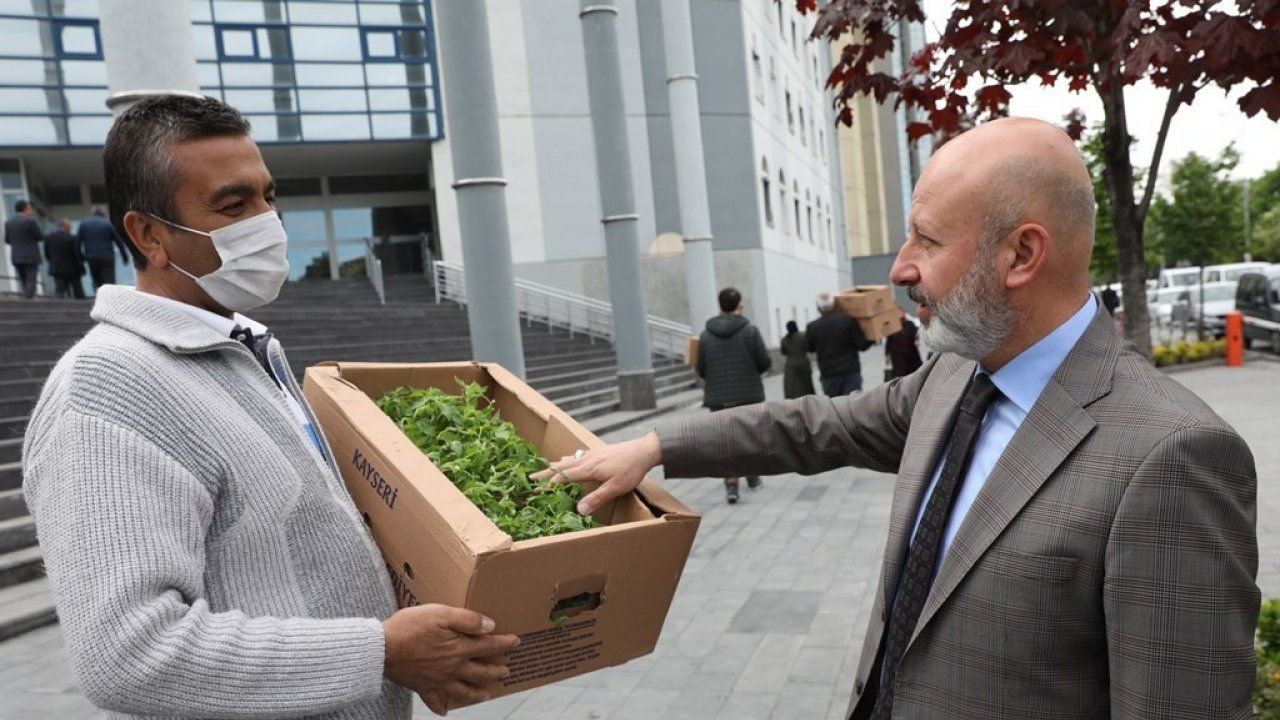 Kocasinan Belediyesi’nin dağıttığı domates fideleri ürün verdi