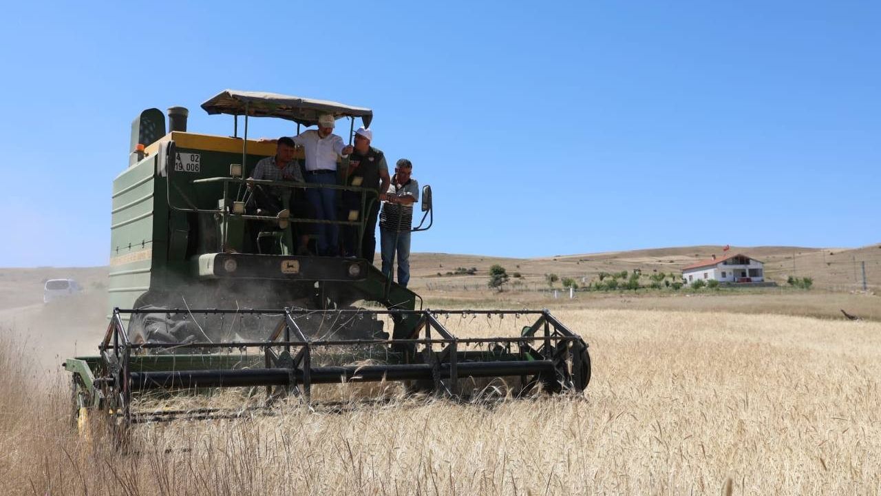 Kocasinan’da çiftçilere dağıtılan gacer buğdayı hasat edildi