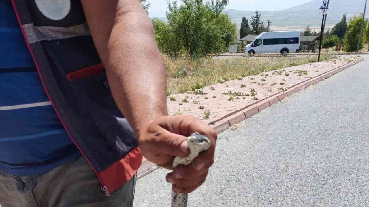 Piknik alanındaki yılanı çıplak elle yakaladı