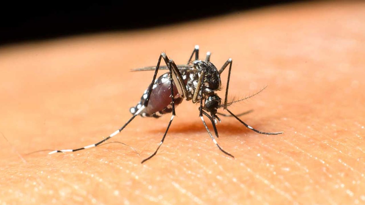 Uzmanı uyardı: Batı Nil Virüsü Enfeksiyonu’nun 4 belirtisine dikkat
