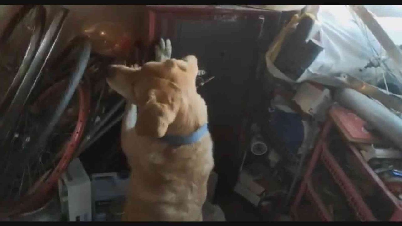 Çelik kasaya saklanmış uyuşturucuyu narkotik köpeği buldu