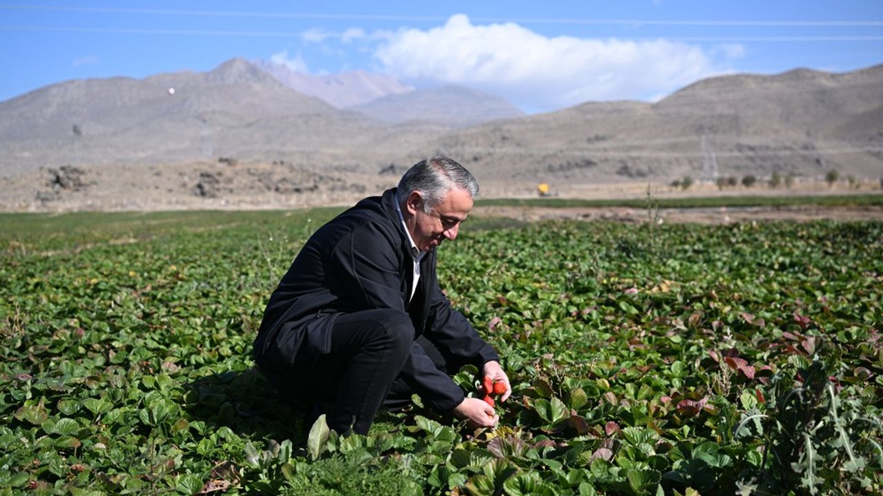 Erciyes’in eteklerinde yetiştirilen çilek fidesi 6 ülkeye satılıyor