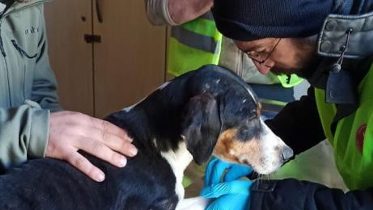 Depremde hayvanlarda etkilendi, veteriner hekimler yaraları sardı