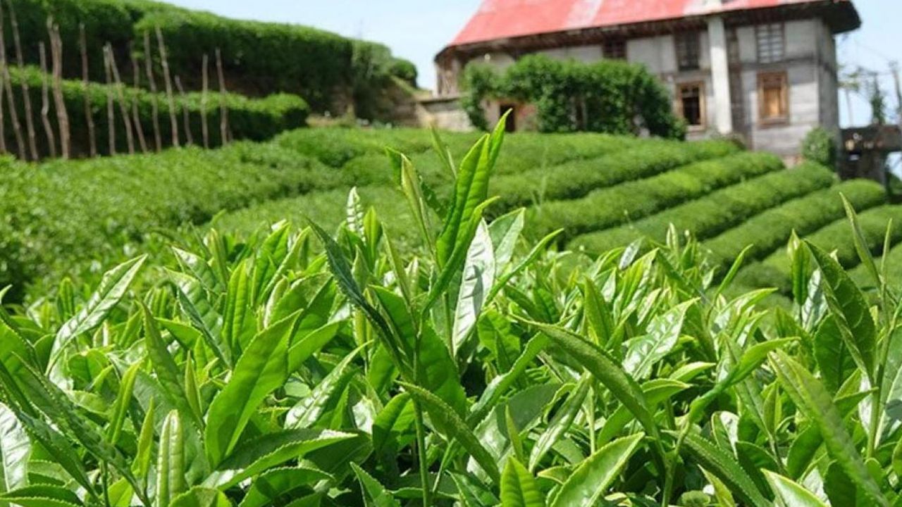Yaş Çay Alım Fiyatını Yüzde 64 Artırıldı…