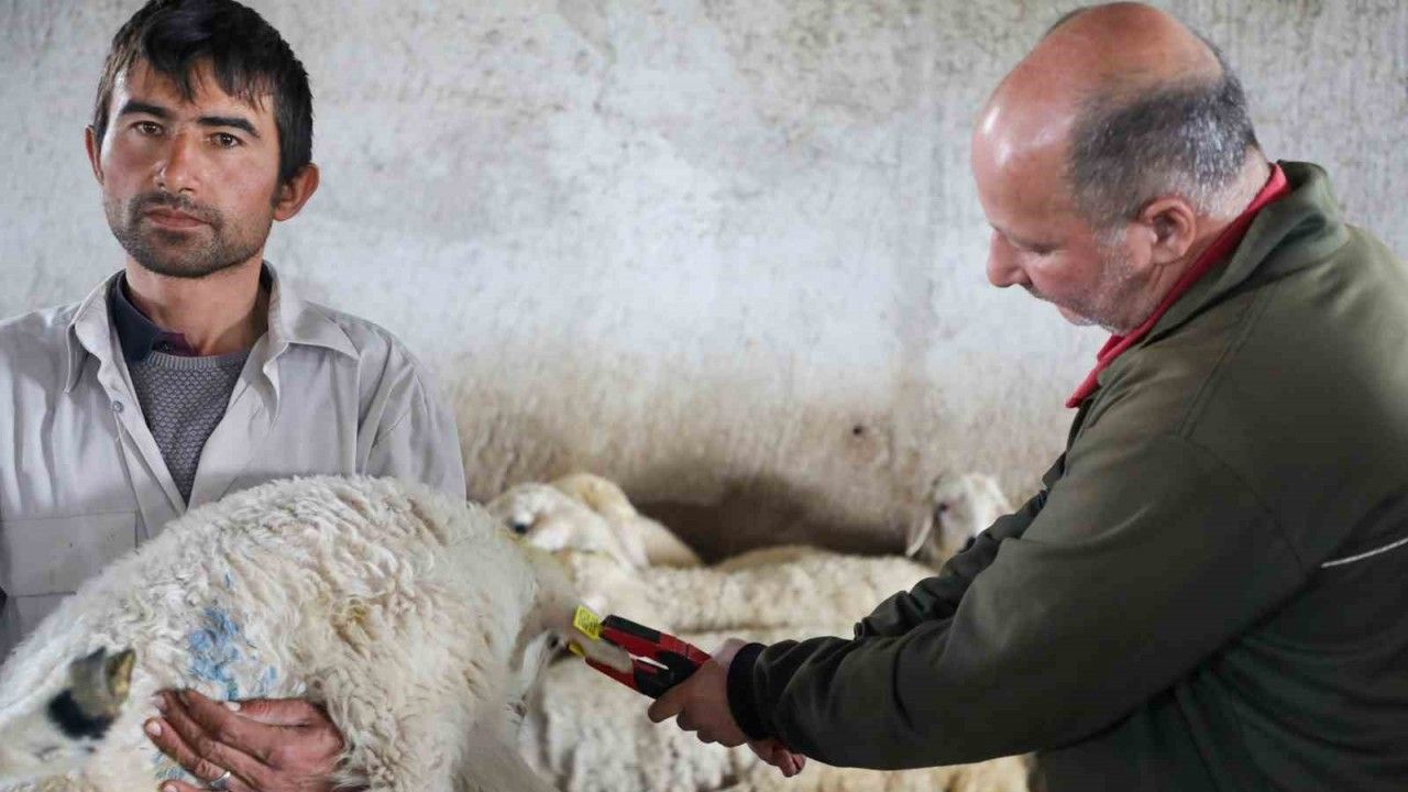 8 bin 885 hayvanın aşı ve küpeleme ücreti Talas Belediyesi’nden