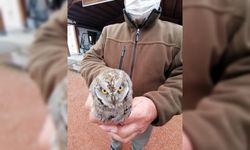 Yaralı İshak Kuşu’na Doğa Koruma ve Milli Parklar’dan yardım eli