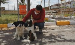 Emniyet personeli iki sokak köpeğini ezilmekten kurtardı
