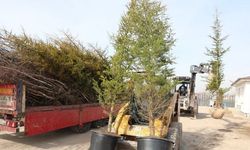 Kocasinan Belediyesi ağaçlandırma sezonuna hazır