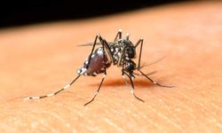 Uzmanı uyardı: Batı Nil Virüsü Enfeksiyonu’nun 4 belirtisine dikkat