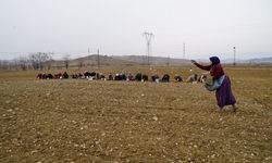 Taşköprü sarımsağı toprakla buluşuyor