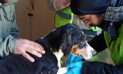 Depremde hayvanlarda etkilendi, veteriner hekimler yaraları sardı