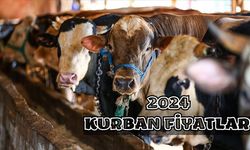 2024 Kurbanlık Piyasasında Sıcak Gelişmeler! İşte Sığır, Manda, Keçi ve Koç İçin Beklenen Ücretler!