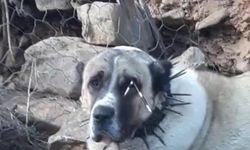 Oklu kirpinin fırlattığı ok gözüne isabet eden köpek kör oldu, 2 köpek yaralandı
