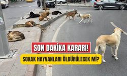 Sokak Köpekleri Uyutulacak mı? SON DAKİKA Meclisten Karar Geçti mi?