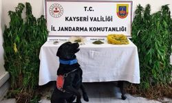 Jandarma yasadışı yetiştirilen 206 kök keneviri ele geçirdi