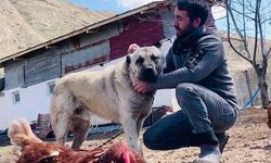 Kangal köpeği, tilkinin kümese saldırısını refleksiyle önledi
