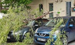 Rüzgar Ağaç Dalını Kırdı, Otomobiller Zarar Gördü