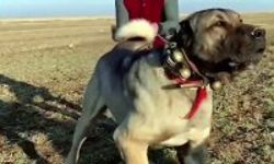 Kayseri’de Köpek Dövüştüren 2 Kişi Yakalandı