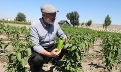 Kocasinan’da Ata Tohumu Üretimi