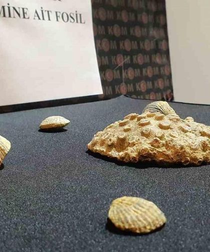 Kayseri’de polis 10 milyon yıllık fosil ele geçirdi!