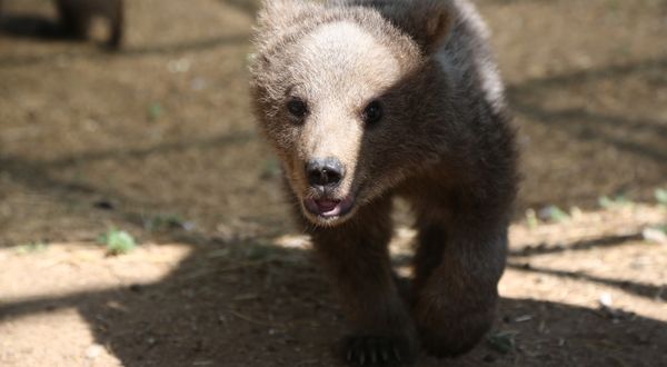 Sinop ve Van’dan getirilen iki yavru ayı, hayvanat bahçesine renk kattı