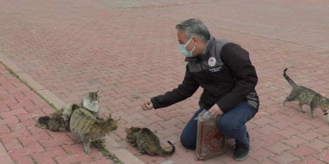 İl Tarım ve Orman Müdürlüğü ‘Dünya Sokak Hayvanları Günü’nde sokak hayvanlarına mama dağıttı