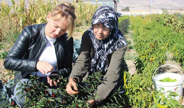 Kadınlar topraktan sofraya üretim yapıyor