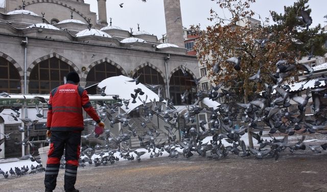 Kocasinan’dan kış mevsimi boyunca sokak ve yaban hayvanları için 18 ton yem