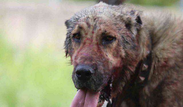 Kasıtlı tahrik edilen köpek ‘silahla tehdit’ suçu oluşturuyor