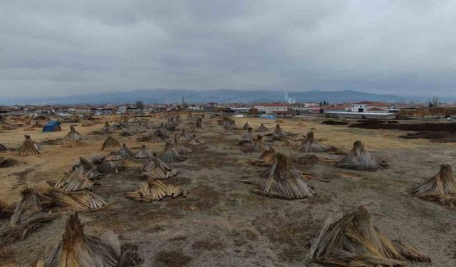 Beklenen yağış olmadı, kamış alanları yarı yarıya azaldı!