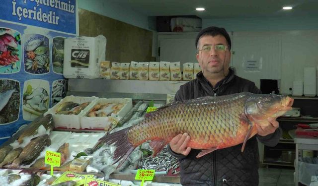 Kayseri’den yurtdışına 7 bin ton balık