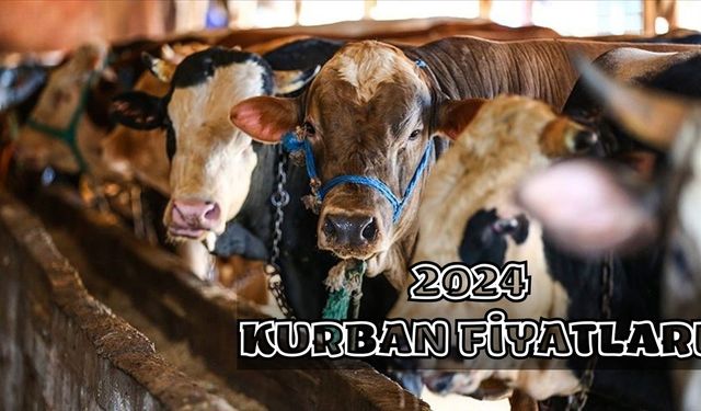 2024 Kurbanlık Piyasasında Sıcak Gelişmeler! İşte Sığır, Manda, Keçi ve Koç İçin Beklenen Ücretler!