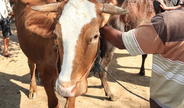 Kurban Kesmeyi Düşünenler Baksın! 2024 Yılı Küçükbaş ve Büyükbaş Kurbanlık Fiyat Aralığı