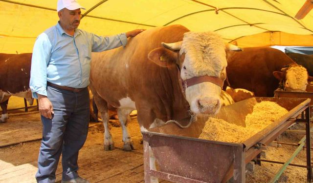 Kayseri'deki Kurban Pazarlarında Hareketli Günler