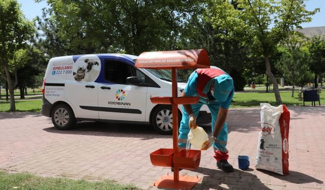 Kocasinan Belediyesi'nden Sokak Hayvanlarına Yaz Desteği