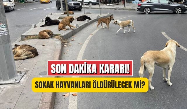 Sokak Köpekleri Uyutulacak mı? SON DAKİKA Meclisten Karar Geçti mi?