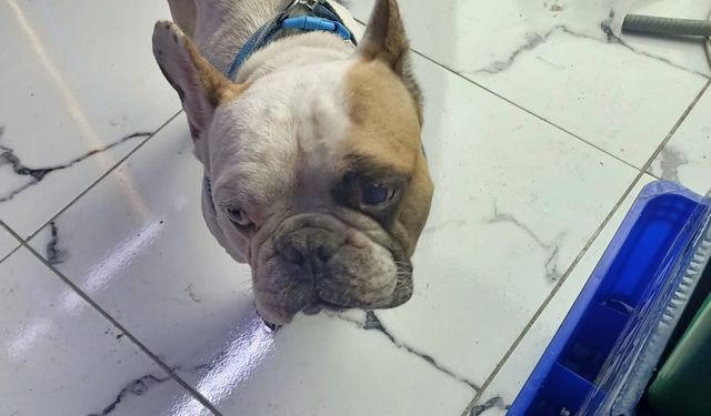 Köpeği defalarca direğe vurarak yaralayan şahıs gözaltına alındı