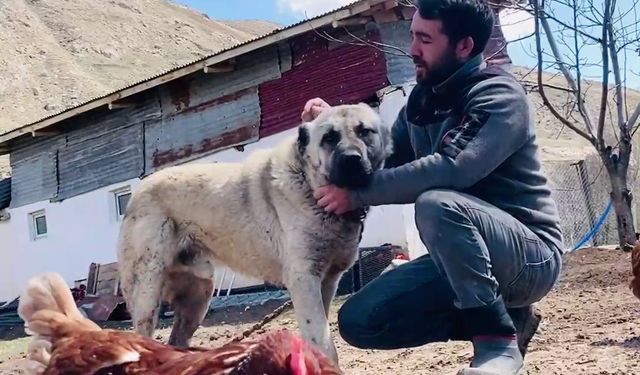 Kangal köpeği, tilkinin kümese saldırısını refleksiyle önledi