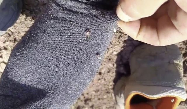 Yozgat'ta Kene Popülasyonu Artıyor, Uzmanlardan Uyarı Geldi
