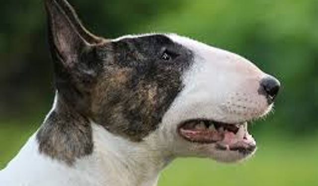 10 Bin Euro Değerindeki Köpeği Çalan Şüpheli Tutuklandı