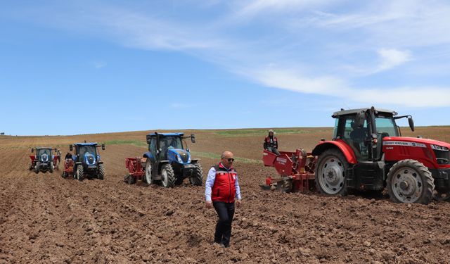 Sivas’ta Tohumluk Patatesler Toprakla Buluştu